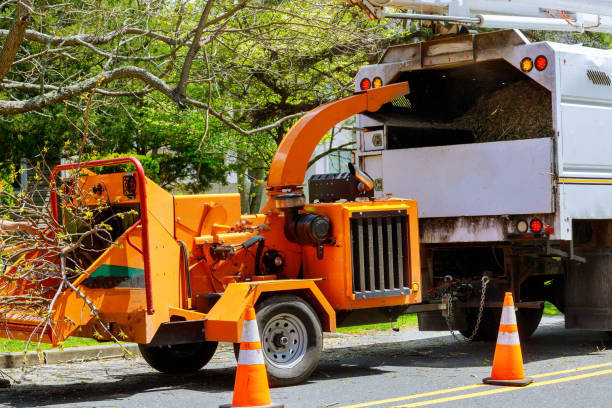 How Our Tree Care Process Works  in Jacinto City, TX